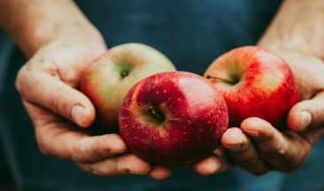 הצלחה מתוקה: המדע הופך את התפוחים לטעימים יותר